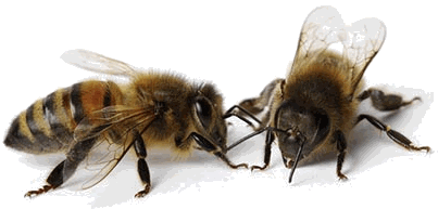 abeilles2